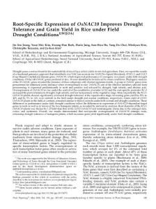 【OsNAC10】Root-Specific Expression of OsNAC10 Improves Drought Tolerance and Grain Yield in Rice under Field Drought Conditions