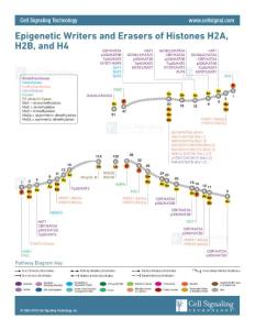 Epigenetic Regulators of Histones H2A/H2B/H4