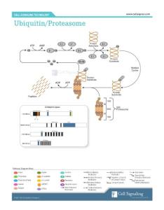 泛素 / 蛋白酶體相互作用通路 Ubiquitin_Proteasome