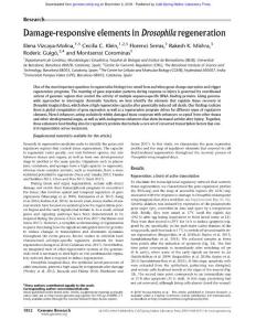 Genome Res.-2018-Vizcaya-Molina-1852-66-Damage-responsive elements in Drosophila regeneration