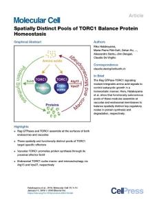Spatially-Distinct-Pools-of-TORC1-Balance-Protein-Homeost_2018_Molecular-Cel