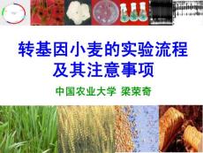 轉(zhuǎn)基因小麥的實(shí)驗(yàn)流程及其注意事項(xiàng)詳細(xì)