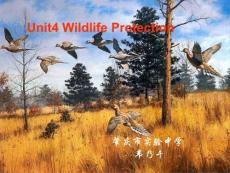 高一英语PPT课件必修2 Unit4 Wildlife Protection