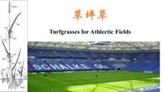 草坪草有关知识