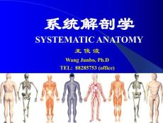 【医学PPT课件】消化系统解剖