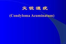 尖锐湿疣 ppt课件