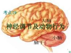 神经调节与其运动的关系ppt课件