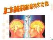 神经系统的结构和功能(选)ppt课件