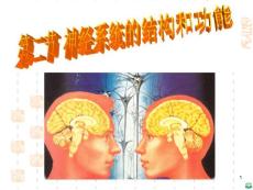 神经系统的结构和功能(选)ppt课件