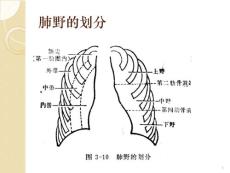 （参考课件）如何在ct上区分肺叶和肺段