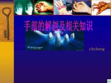 手的解剖ppt课件