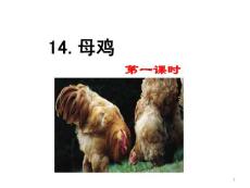 部編統(tǒng)編人教版小學(xué)四年級(jí)下冊語文《14 母雞》PPT課件23