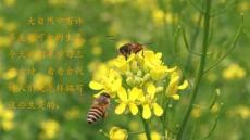 部编人教版小学三年级下册语文《1 古诗三首》共3课时PPT课件77