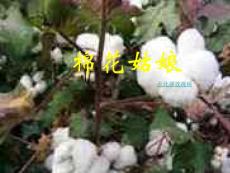 小學一年級語文課件《棉花姑娘》