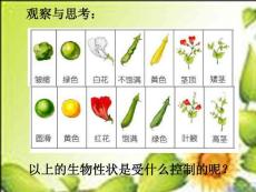 北师大版八年级生物(性状遗传的物质基础)