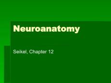 Neuroanatomy1