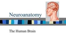 Neuroanatomy5