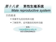 【组织学与胚胎学】第十八章 男性生殖系统