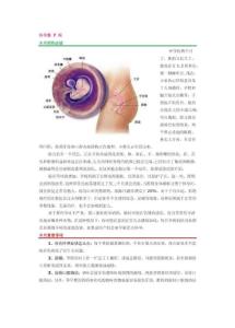 怀孕40周每周详解