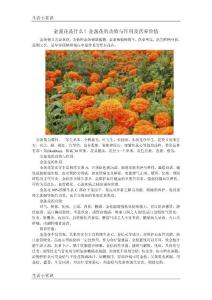 金盏花是什么？金盏花的功效与作用及营养价值