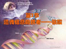 新人教高中生物必修一核酸精品课件