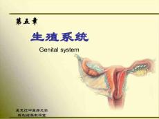 正常人體解剖學-第五章-生殖系統