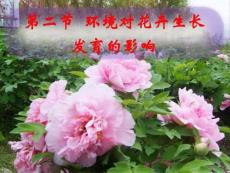 4第三章花卉的生長發育與環境.ppt