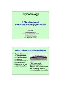 6-glycolipid and membrane protein glycosylation (2)