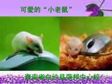 （閩教版）三年級信息技術上冊課件 可愛的小老鼠