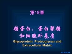 第七版生物化学PPT课件-第十九章 糖蛋白、蛋白聚糖和细胞外基质