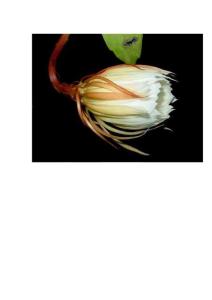 曇花一現(xiàn)全過程