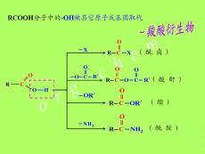 第十一章 取代酸