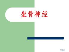 坐骨神经解剖