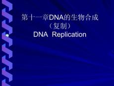 北大基础医学生物化学PPT课件 DNA的生物合成