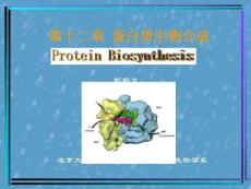 北大基础医学生物化学PPT课件 蛋白质生物合成