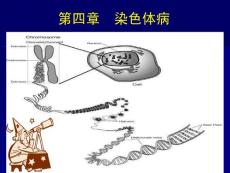 中国医科大基础医学遗传学PPT课件 染色体病