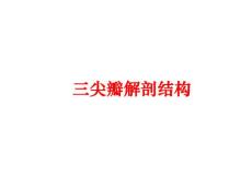 三尖瓣解剖结构