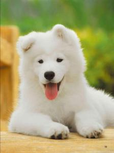 它的国——萨摩耶犬《名犬》2011年12月号