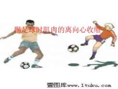 踢足球时肌肉的离向心收缩