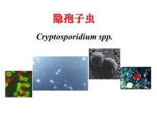 医学寄生虫学：隐孢子虫