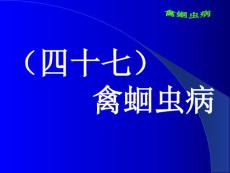 禽蛔虫病ppt课件