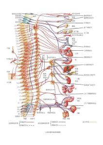 脊柱圖解－人體自律神經(jīng)系統(tǒng)