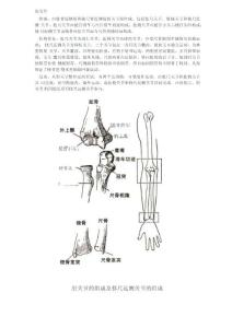 人体肘关节