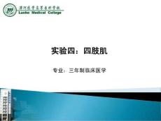 实验四：四肢肌