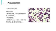 白喉棒状杆菌