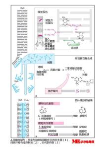 細(xì)胞抑制劑