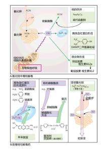 致毒藥與解毒藥