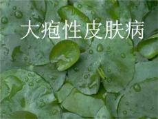 皮肤学天疱疮课件