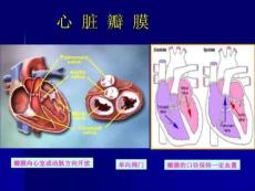 《二尖瓣狭窄讲课》PPT课件