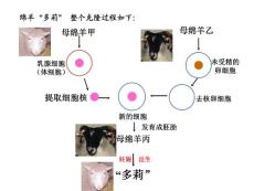 细胞核-系统的控制中心